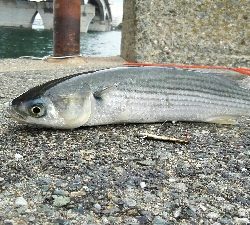 2018年9月13日釣行in箱崎ふ頭