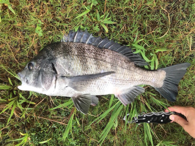 仁淀川 チニング