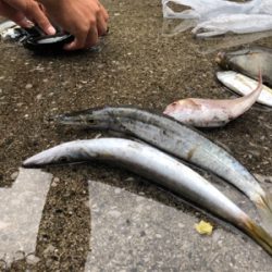 秋イカとカマス