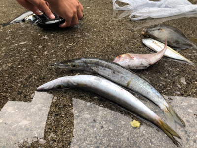 秋イカとカマス