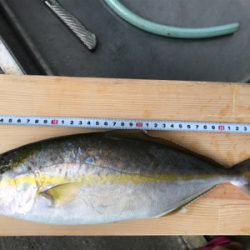 カンパリ（カンパチ）