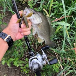 夕まずめに淀川♪