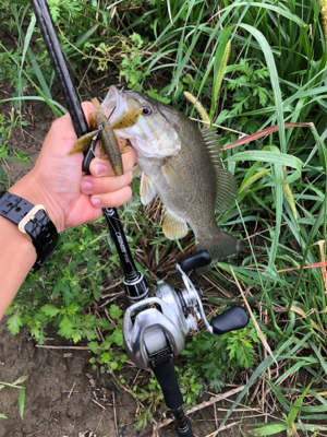 夕まずめに淀川♪