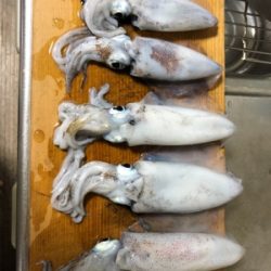 アオリイカ エギング
