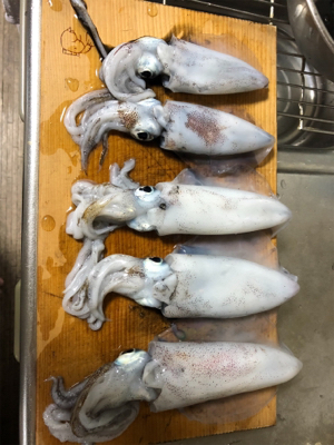 アオリイカ エギング