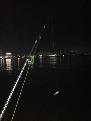 ひっさびさタチウオ釣行