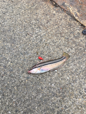 カワハギはどこへ