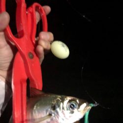 濁りまくりアジング