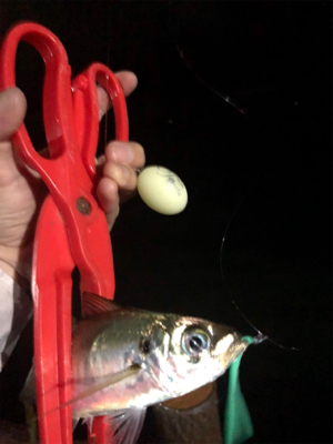 濁りまくりアジング