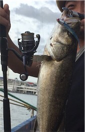 水潮はシーバス！