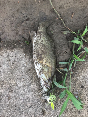 3日連続の淀川！