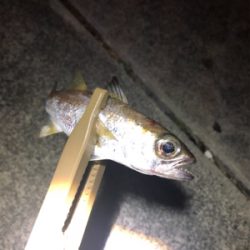 ショアジギングで