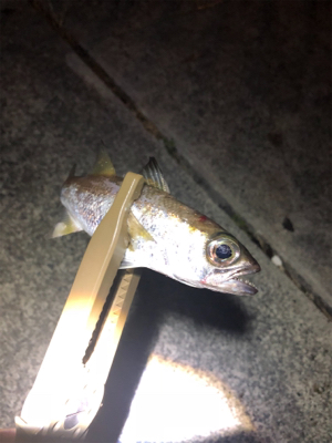 ショアジギングで