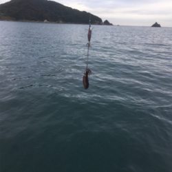 まだまだ小さい