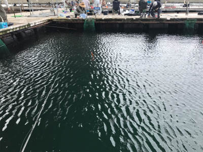 田尻の釣堀で半日コース