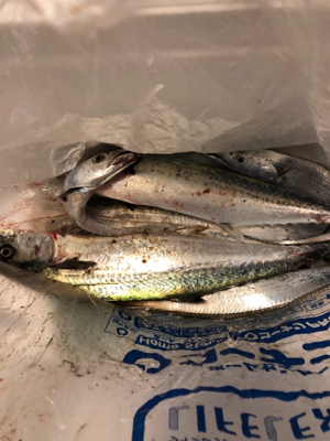 強風でしたが…