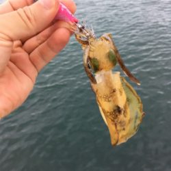 シンコ釣れだす