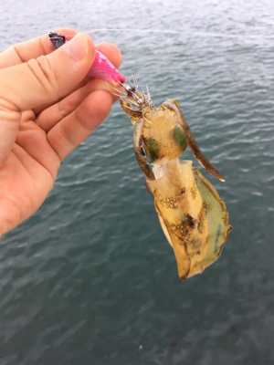 シンコ釣れだす