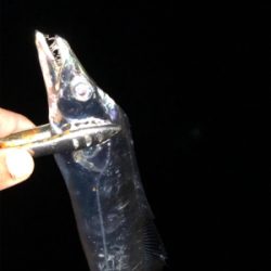 ビンビン太刀魚