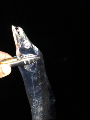 ビンビン太刀魚