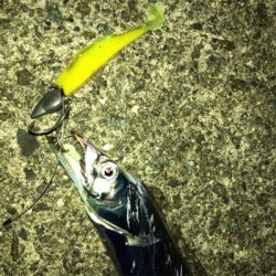 タチウオワインド好調だがサイズは小ぶり