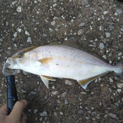 ツバスと思いきや…