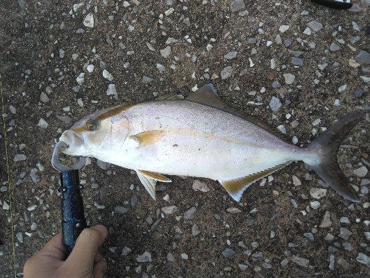 ツバスと思いきや…