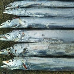 空港裏でタチウオ