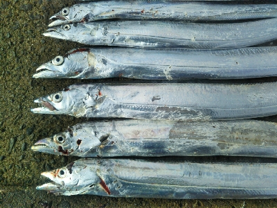 空港裏でタチウオ