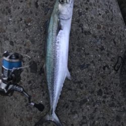 サゴシとサバ(T . T)