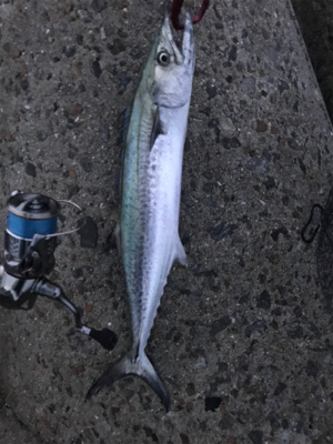 サゴシとサバ(T . T)