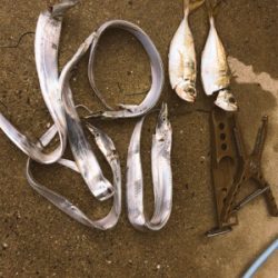 ライトゲームいいシーズンです