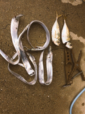 ライトゲームいいシーズンです