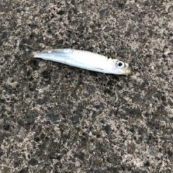 大磯港でサビキ釣り