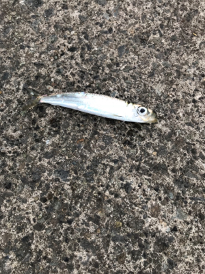 大磯港でサビキ釣り