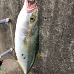 チヌまで釣れて満足