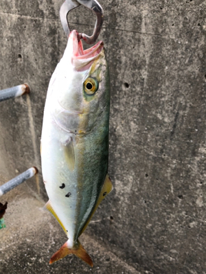 チヌまで釣れて満足