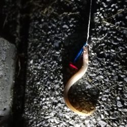 子供と一緒にジグサビキ