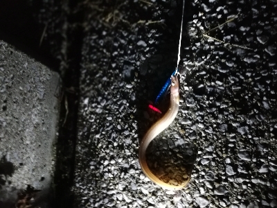 子供と一緒にジグサビキ