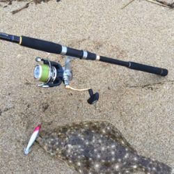 ヒラメンゴにヒラメ