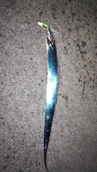 タチウオワインド