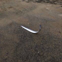 ようやくシーズン突入