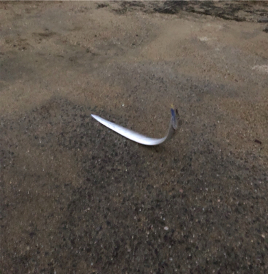 ようやくシーズン突入