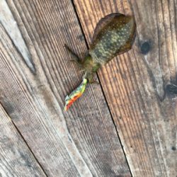 早朝エギング、今期二回目