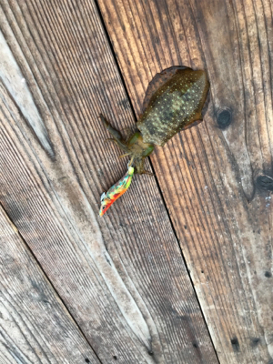 早朝エギング、今期二回目