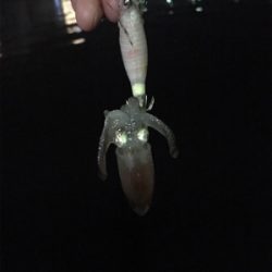 小さいけどイカはイカ。