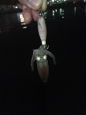 小さいけどイカはイカ。
