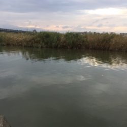 ハゼ釣り面白い！