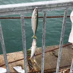 サバばっかりやなぁ