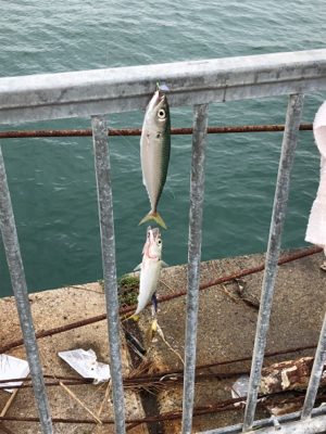 サバばっかりやなぁ